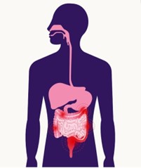 Stomach